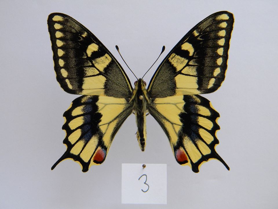 Papilio machaon (aberrant cold shock) 0 (Internet Image property of respective owner, non-commercial use only)